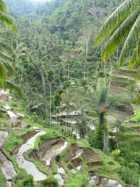 2007 07 17 BALI 0030.jpg
